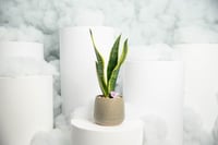 نبتة جلد الثعبان مع مركن