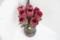 مزهرية جمال البروتيا