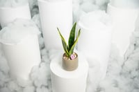 نبتة جلد الثعبان مع مركن