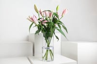 مزهرية ليلييوم الوردي