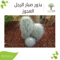 بذور صبار الرجل العجوز