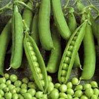 بذور البازلاء