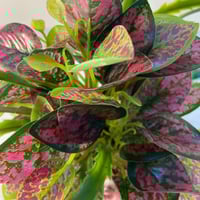 مركن زرع صناعي اخضر وزهري