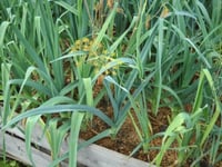 بذور الكراث