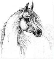 خيل (5) شاشة حريرية