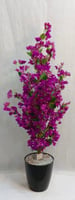 اسود