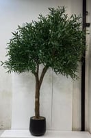 مركن اصيص زيتون ارتفاع 260 سم العرض 170 سم