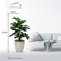 ابيض