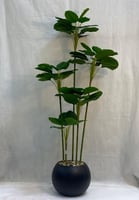 مركن اصيص ورق الكمان الارتفاع 160 سم العرض 50 سم