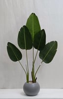 مركن اصيص موز ارتفاع 120 سم العرض 50 سم