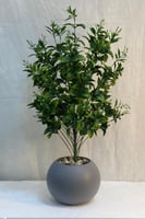 مركن اصيص شتلة ارتفاع 85 سم العرض 30 سم