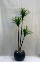 مركن ورق الصبار الارتفاع 150 سم العرض 40 سم