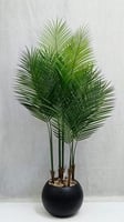 اسود
