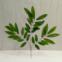 ورق بامبوا خام ارتفاع 60 سم العرض 50 سم