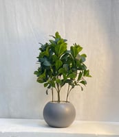 مركن اصيص شتلة ارتفاع 70 سم العرض 30 سم