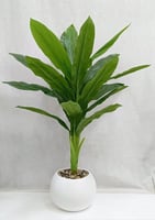 شجرة موز مع مركن اصيص ارتفاع 135 سم العرض 65 سم