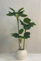 مركن اصيص ورق الكمان الارتفاع 100 سم العرض 40 سم