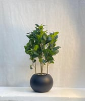 مركن اصيص شتلة ارتفاع 70 سم العرض 30 سم