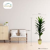 اشجار صناعية شجرة ذرة ارتفاع 180 سم عرض الشجره 70س...