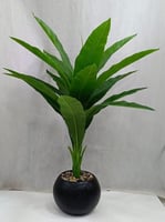 اسود