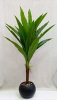 اسود