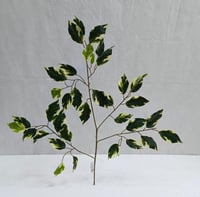 ورق صناعية الفيكس ارتفاع 50 سم العرض 35 سم