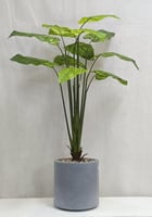 مركن فيبر موز ورق اخضر الارتفاع 130 سم العرض 50 سم