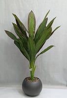 شجرة موز مع مركن اصيص ارتفاع 135 سم العرض 65 سم