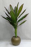 شجرة موز مع مركن اصيص ارتفاع 135 سم العرض 65 سم