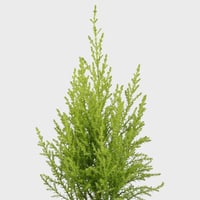 سرو عطري احجام