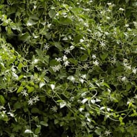 ياسمين ابيض متسلق