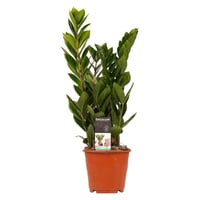 نبات الزاميا