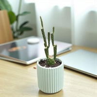 صبار أوبونتيا ذيل الأرنب داخل فازة خضراء – نبات عص...