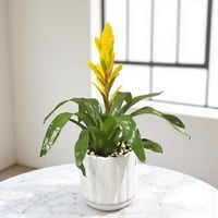 جوزمانيا نبات استوائي مزهر بفازة أنيقة هدايا راقية