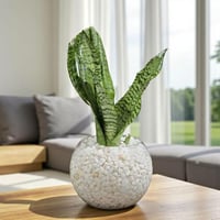 نبات الثعبان في فازة زجاجية مع حصى أبيض – تنقية هو...