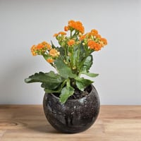 نبتة كالانكوي برتقالي مزهر بفازة أنيقة هدية مثالية...