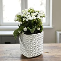 نبتة كلانشو أبيض مزهر بفازة أنيقة هدية مثالية للمن...