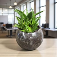 نبتة ألوفيرا صبار طبيعي صحي داخل فازة أنيقة مثالية...