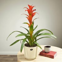 نبتة بروميليا استوائية مزهرة بفازة فاخرة هدية راقي...