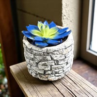 أشفيريا ملونة أزرق وأصفر في وعاء رمادي أنيق – نبات...