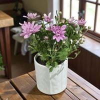 زهرة الأقحوان الطبيعية | كريزانتيم فاخرة لتزيين ال...