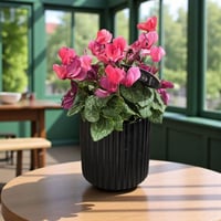 نبتة بخور مريم داخل فازة أنيقة – سيكلامين وردي طبي...