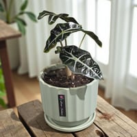 نبتة ألوكاسيا وينتي أذن الفيل داخل فازة أنيقة | نب...