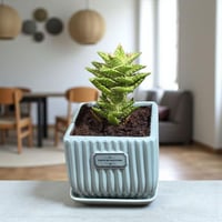 صبار ألوة جوفينا أسنان النمر طبيعي عصاري داخلي