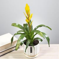 جوزمانيا نبات استوائي مزهر بفازة أنيقة لتزيين المن...