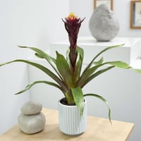 جوزمانيا نبات استوائي مزهر بفازة أنيقة لتزيين المن...