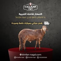 سواكني وسط بلدي