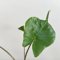 الوكاسيا ستينغراي | Alocasia Stingray