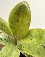 فيكس شيفريانا | Ficus Shivereana