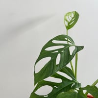 مونستيرا ادنسوني | Monstera Adansonii